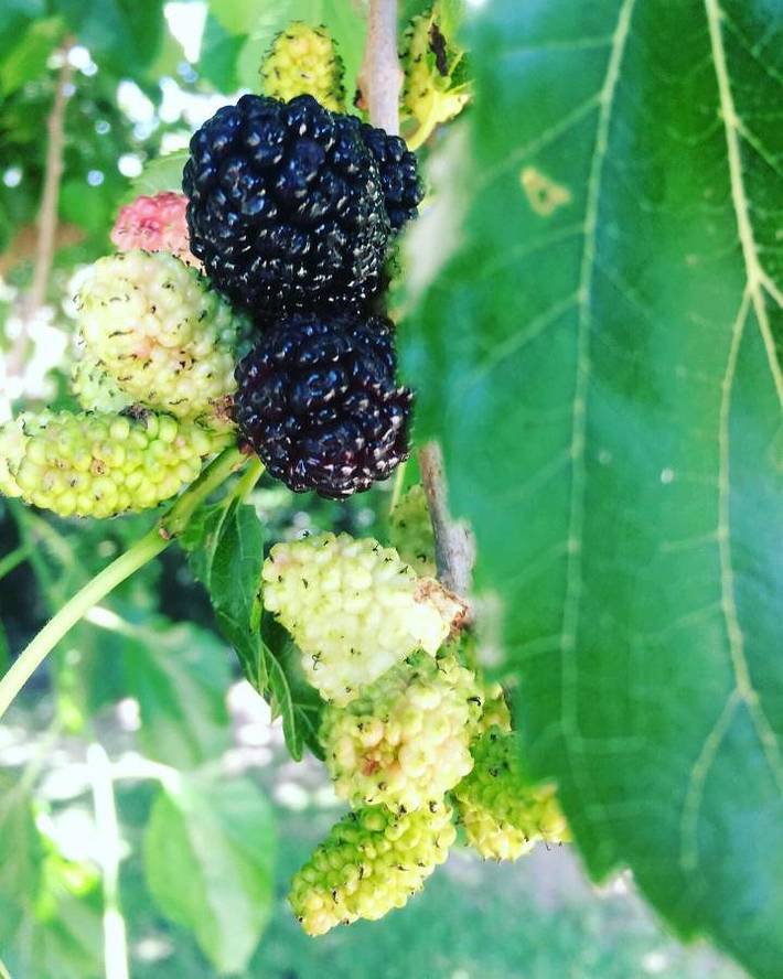 Location de vacances pour 2 personnes, avec terrasse ainsi que vue et jardin à Arborea - 4