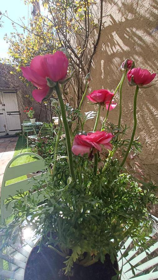 Location de vacances pour 2 personnes, avec jacuzzi et jardin à Pexiora - 4