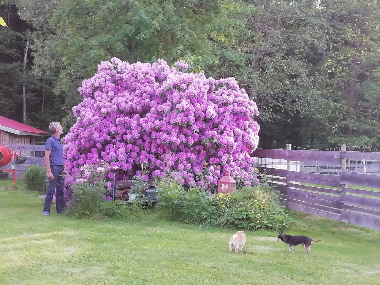 Pension Fohlenhof - Mehrbettzimmer in Frauenau, Baviera Oriental