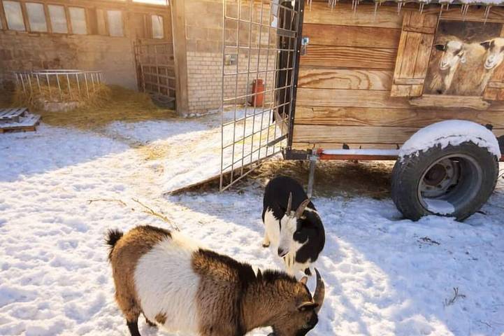 Ferienhaus für 7 Personen, mit Sauna in Beelitz - 4