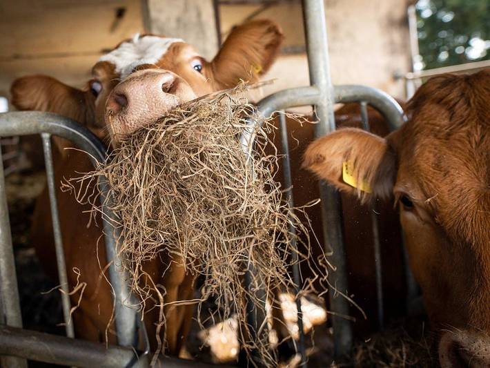 Bauernhof für 5 Personen, mit Sauna und Pool sowie Terrasse, mit Haustier in Rhein (Deutschland) - 2