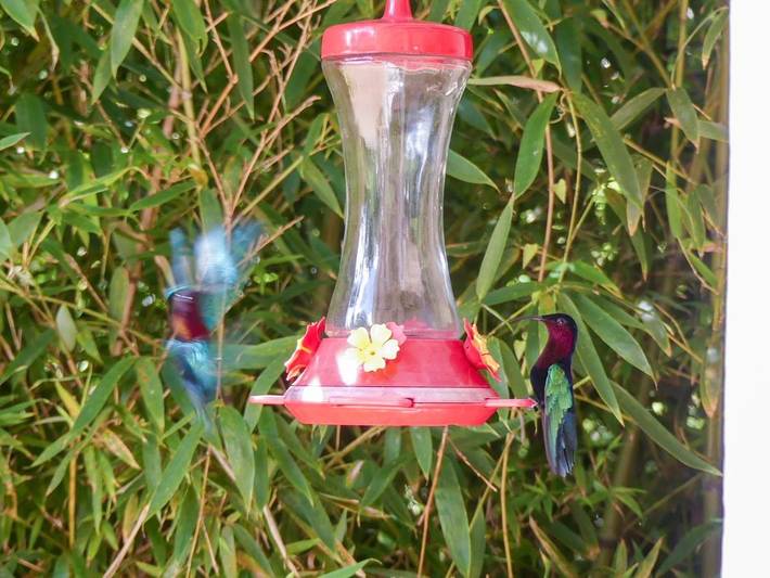 Location de vacances pour 4 personnes, avec terrasse ainsi que vue et jardin, animaux acceptés à Le Carbet - 3