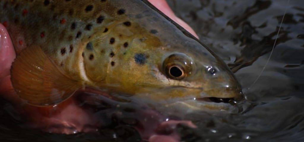 Sägewerkskabine, eine Montana Rock Creek Kabine in Granite County