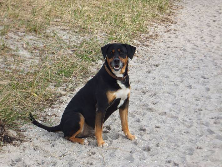 Ferienhaus für 6 Personen, mit Garten, mit Haustier in Angeln Halbinsel - 3
