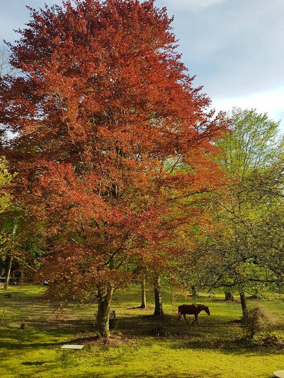 Chambre d’hôte pour 4 personnes, avec jardin et vue sur le lac, animaux acceptés dans Oise - 3