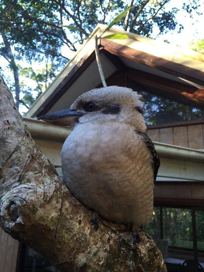 Station pour 3 personnes, avec jardin et piscine, animaux acceptés à Byron Bay - 3