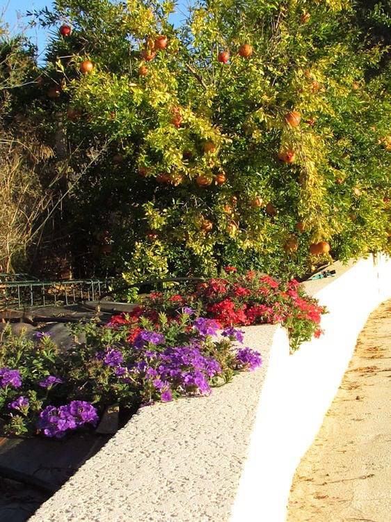 Chambre d’hôte pour 2 personnes, avec jardin et piscine en Corse - 4