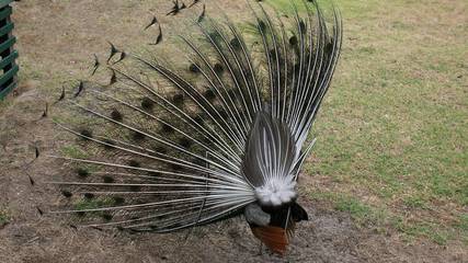 Cottage for 6 People in Western Australia, Australia, Photo 2