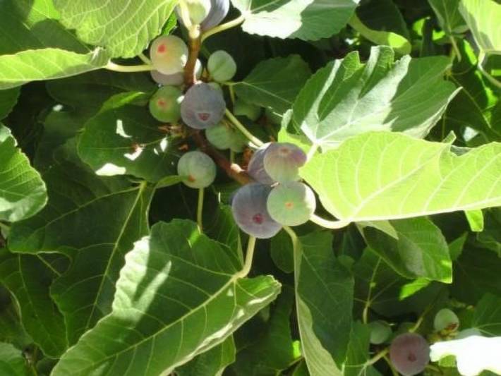 Gîte pour 4 personnes, avec jardin et piscine à Fuseta - 4