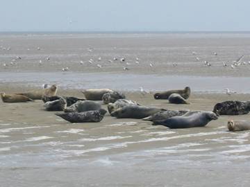 Ferienhaus für 5 Personen in Ijsselmeer, Holländische Küste, Bild 4