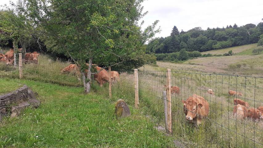 Gîte pour 4 personnes, avec jardin à Bujaleuf - 4