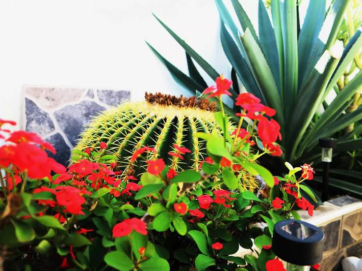 Bungalow für 3 Personen, mit Pool und Garten in Teneriffa Süd - 4