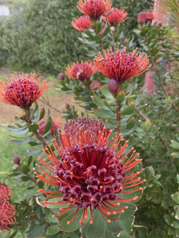 Rote Katzenhütte • Dunsborough in Dunsborough, Western Australia