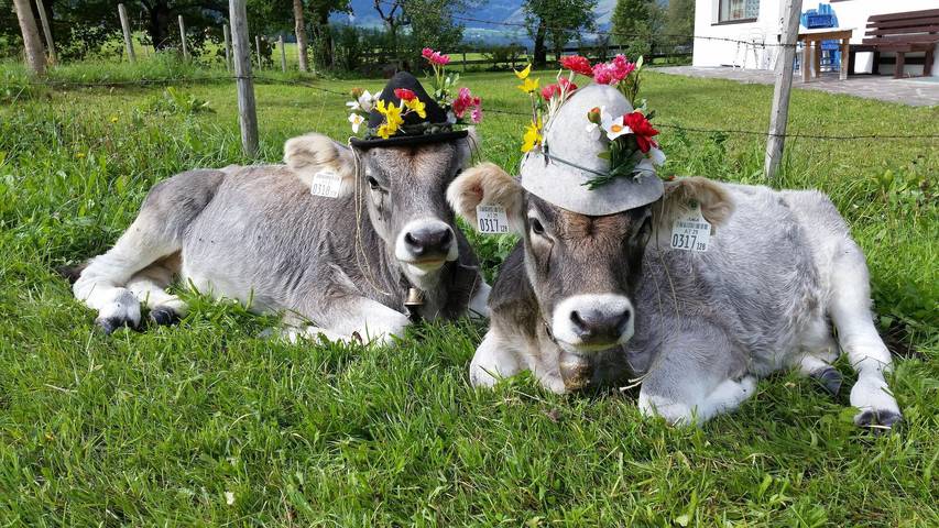 Ferienhaus für 3 Personen, mit Balkon und Garten in Sankt Ulrich am Pillersee - 3