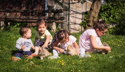 Bauernhof für 3 Personen in Purgstall an der Erlauf, Ybbs, Bild 2