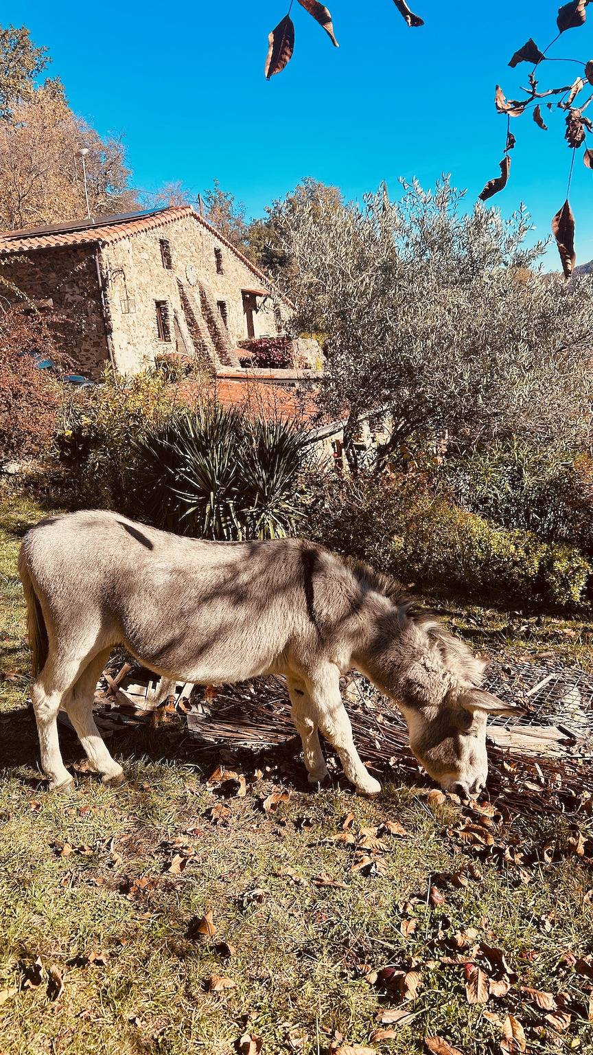Villa 'Le Grand Mas De Can Noy' avec piscine privée, terrasse privée et Wi-Fi in Montferrer, Région de Céret