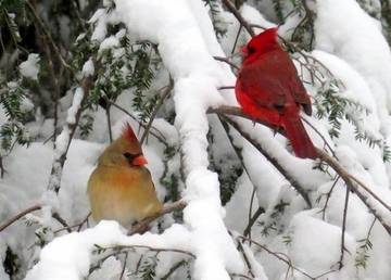 Log Cabin for 5 Guests in West Virginia, USA, Picture 1