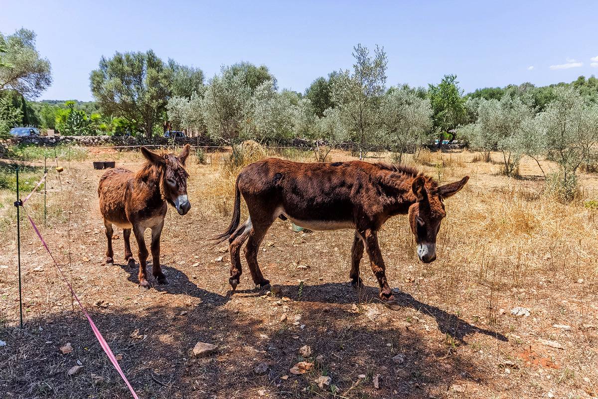 Can Pina - Eco Groc - in Costitx, Mallorca Inselmitte
