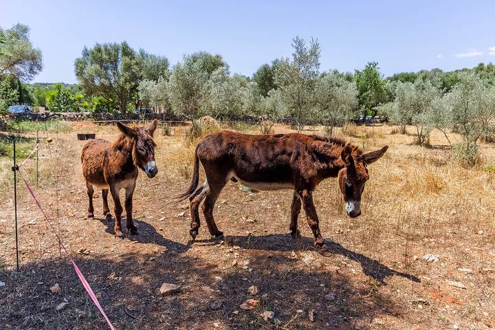 Chalet para 2 personas, con piscina además de piscina para niños y terraza en Mallorca - 2