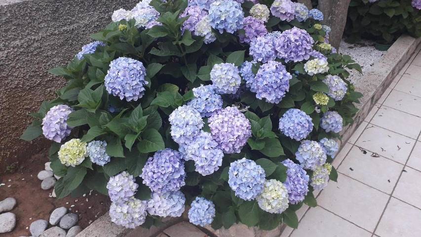 Maison d’hôte pour 2 personnes, avec jardin et vue dans Grad Opatija - 3