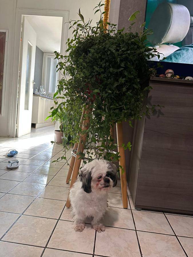 Gîte pour 4 personnes à La Mulatière - 3