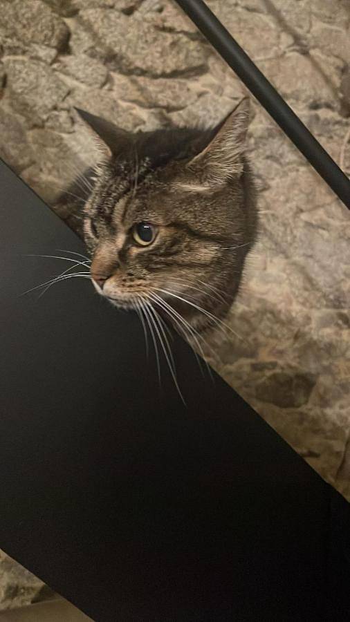 Gîte pour 4 personnes à La Guyonnière - 4