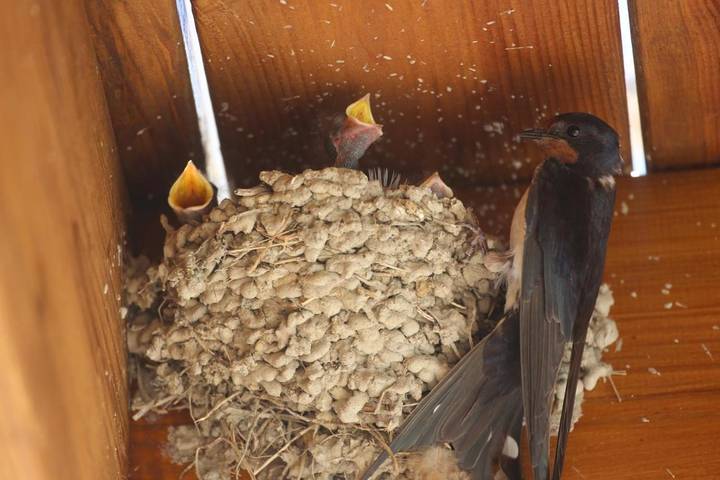 Location de vacances pour 6 personnes, avec piscine ainsi que jardin et vue à Châtellerault - 3