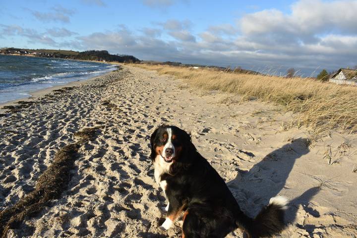 Ferienhaus für 4 Personen, mit Garten und Terrasse, mit Haustier in Mönchgut-Granitz - 2
