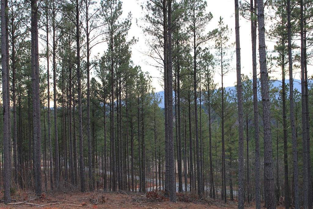 Kabinen an der Lücke | Die Fluchtkabine | 1 Schlafzimmer 1 Bad | Dachboden | in Polk County NC