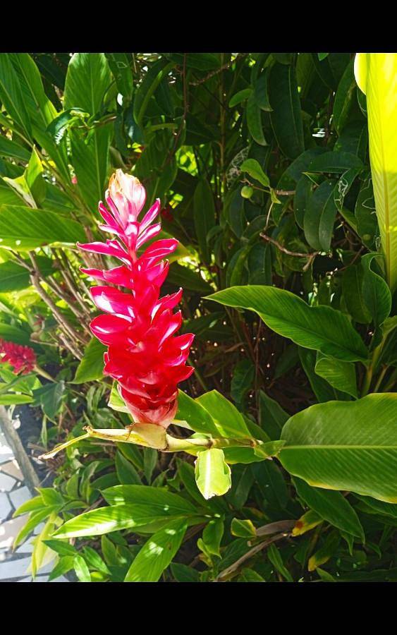 Gîte pour 2 personnes, avec jardin ainsi que vue et balcon dans Plage des Salines - 3