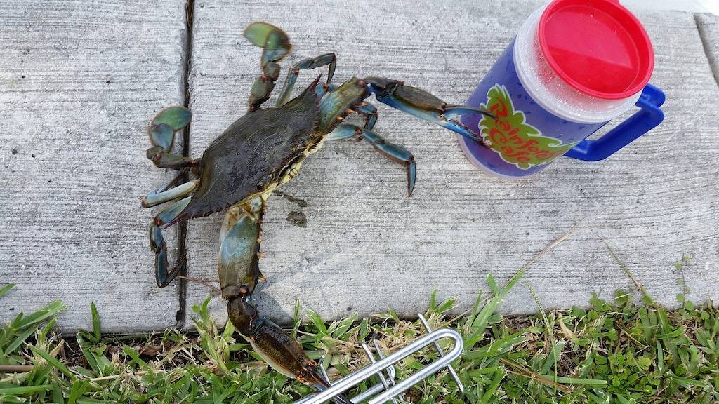 Homosassa Riverfront Retreat - Relax & Enjoy! in Homosassa, Citrus County