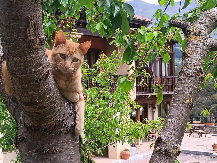 Chalet para 2 personas, con jacuzzi además de piscina y jardín en Cantabria - 4