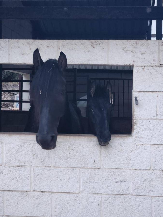 Camping pour 2 personnes, avec piscine et vue ainsi que jardin et sauna dans Province d'Alicante - 3