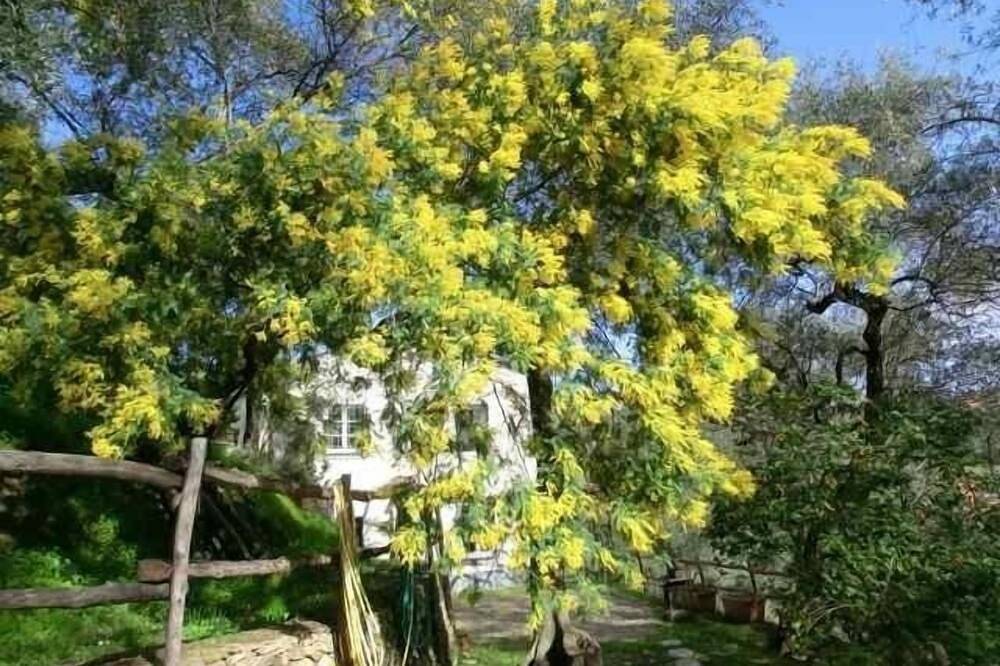 Lovingly Restored Country Farm House in Olive Grove 10 minutes from sea in Chiavari, Riviera di Levante