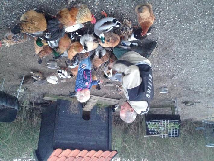 Gîte pour 5 personnes, avec vue et jardin, animaux acceptés dans Monnickendam - 4