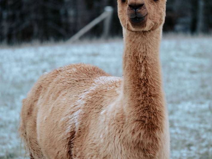 Ferienhaus für 14 Personen, mit Garten, kinderfreundlich am Edersee - 4