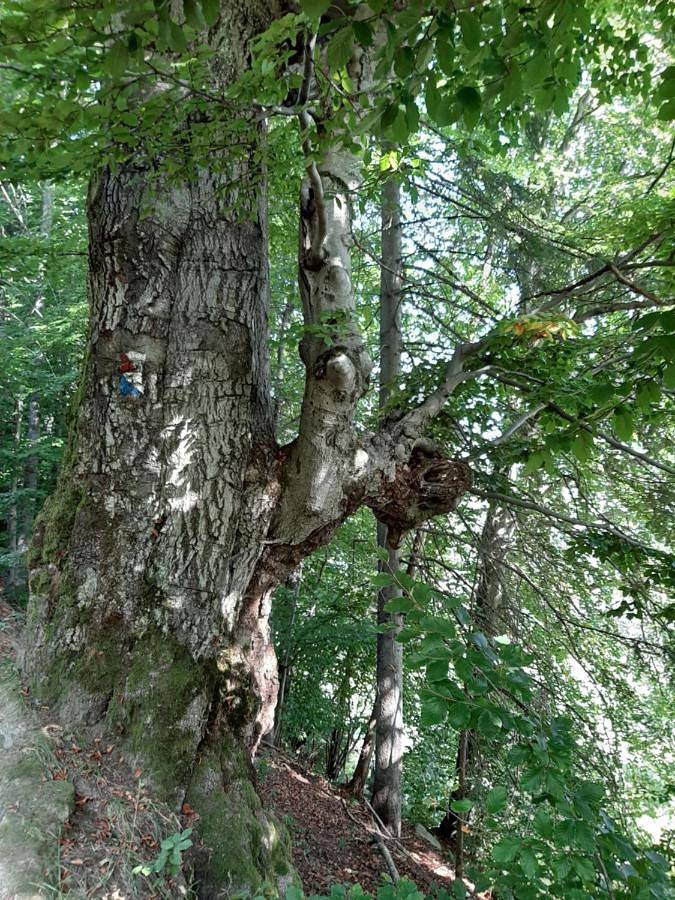 Szałas, miejsce na biesiadę lub wypoczynek w lesie in Istebna, Karpaty (Polska)