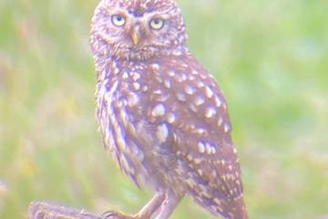 Gîte pour 9 personnes, avec jacuzzi, animaux acceptés à Lailly-en-Val