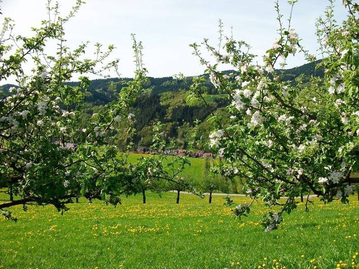 Pension für 2 Personen, mit Terrasse und Balkon/Terrasse in Oberharmersbach - 3