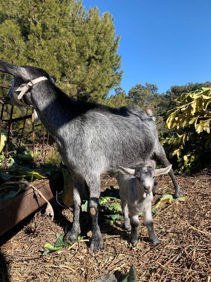 Casa rural para 7 personas, con vistas además de piscina y jardín, Se admiten mascotas en Pozo Alcón - 3