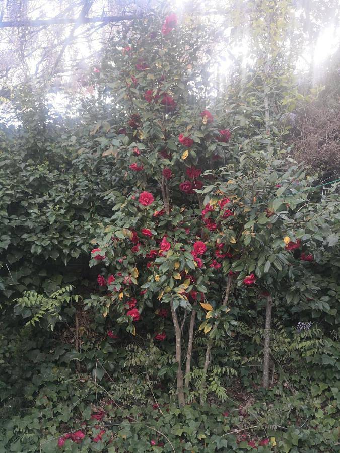 Casa rural para 6 personas, con vistas y jardín, Se admiten mascotas en Las Hurdes - 4