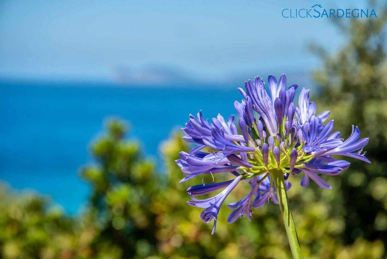 Villa Juliette avec  spectaculaire avec vue sur la mer in Alghero, Province de Sassari