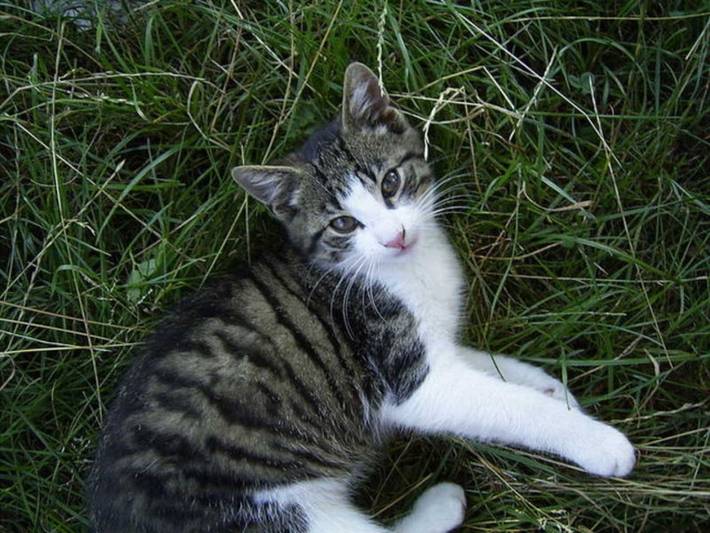 Bauernhof für 4 Personen, mit Garten und Ausblick in Alpenland Tegernsee Schliersee - 4