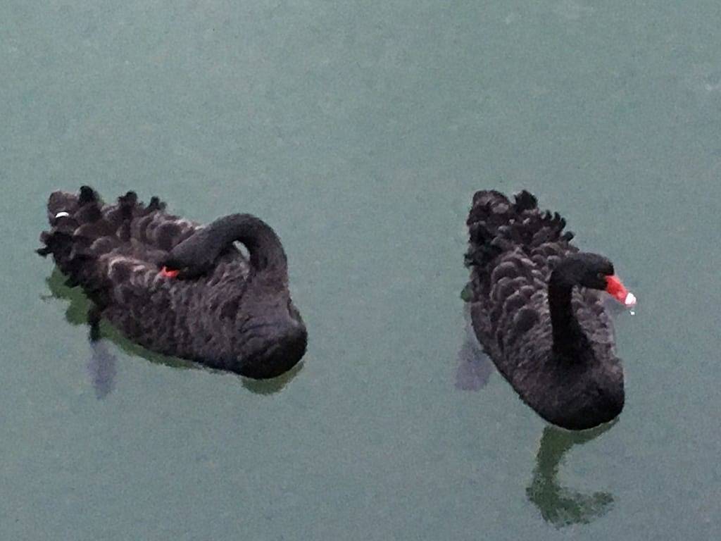 Waterfront Luxury Living in diesem gut ausgestatteten und wunderschön gepflegten Haus! in Mandurah, Western Australia