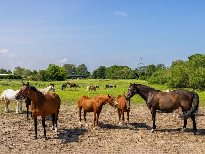 Ferienhaus für 6 Personen, mit Garten in Kröpelin - 3