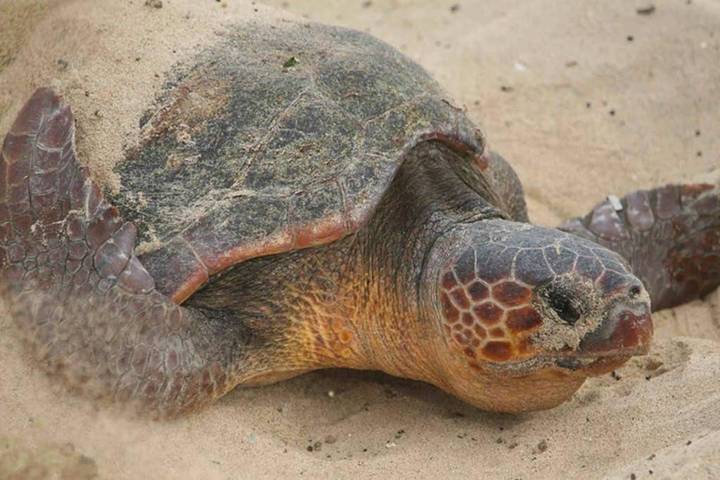 Villa pour 6 personnes, avec vue ainsi que terrasse et jardin, animaux acceptés dans Cap-Vert - 4