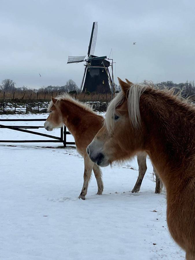 Chalet aan de Rotte in Rotterdam, Holandia Południowa