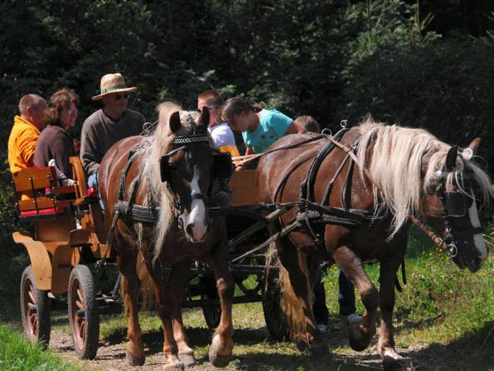 Bauernhaus für 4 Personen, mit Garten und Sauna sowie Terrasse, mit Haustier in Baden-Württemberg - 4