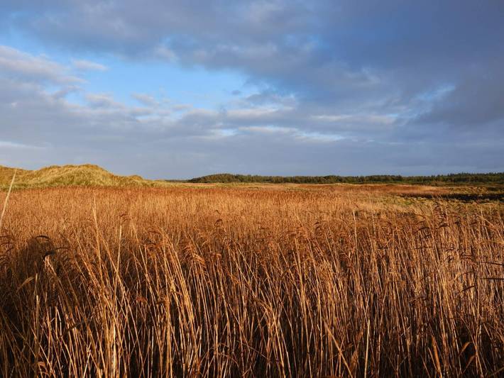Ferienhaus für 6 Personen, mit Terrasse, mit Haustier in Blokhus - 3