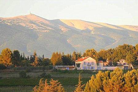 Amandier in Mazan, Parc naturel régional du Mont-Ventoux